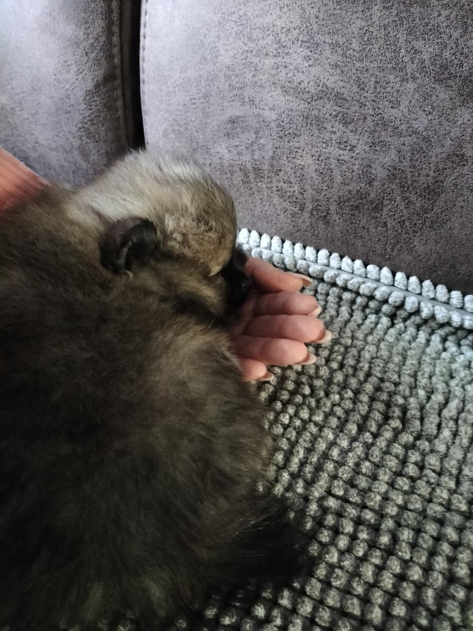 Heel klein pomchi/pomeranian teefje