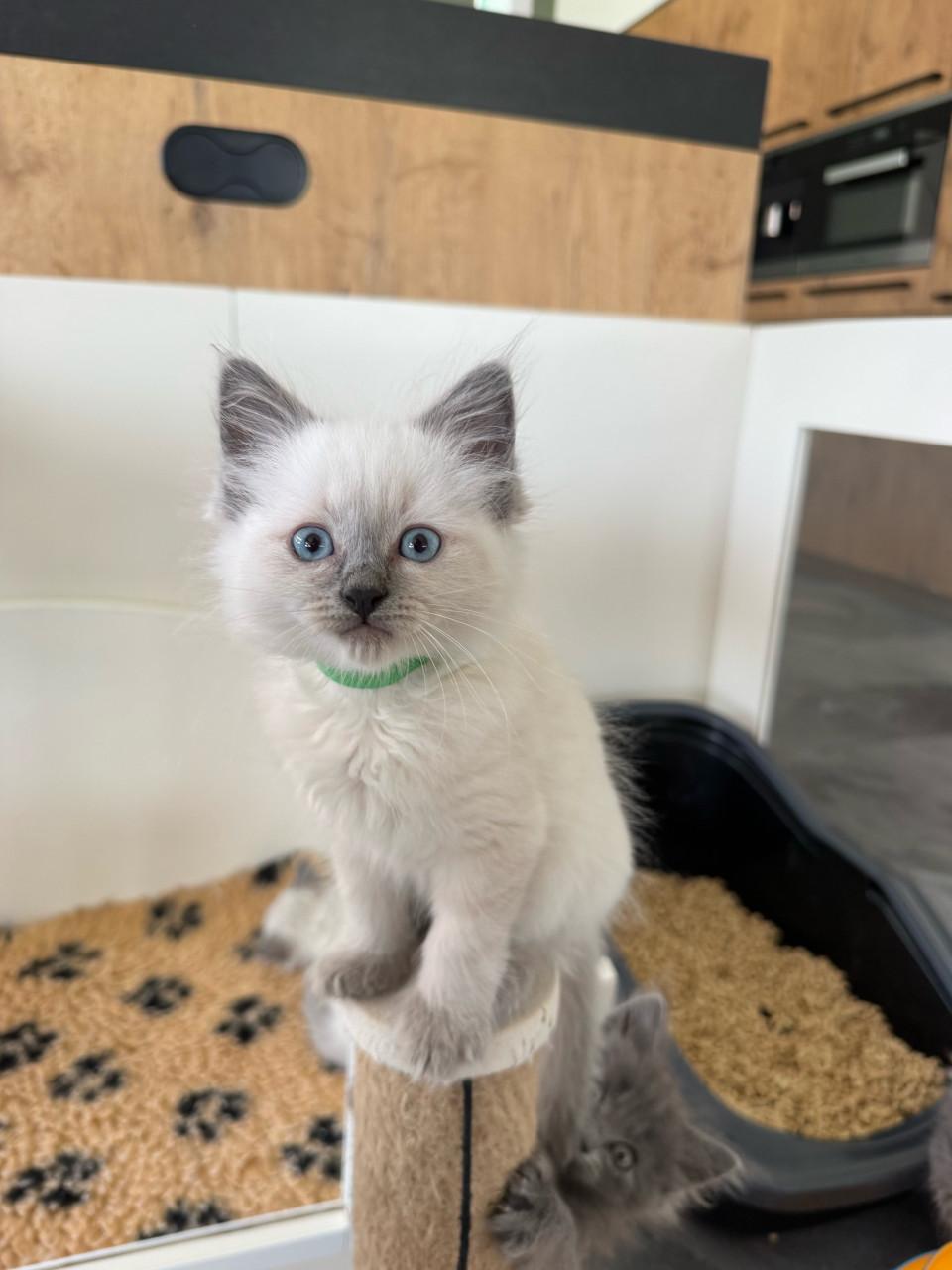 Ragdoll x nebelung