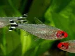 Vissen warm water