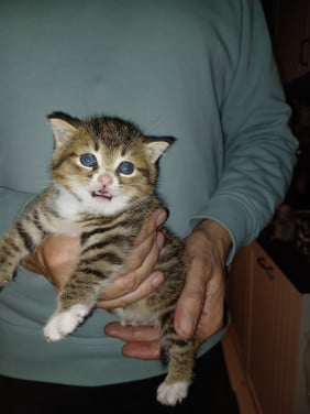 Kittens