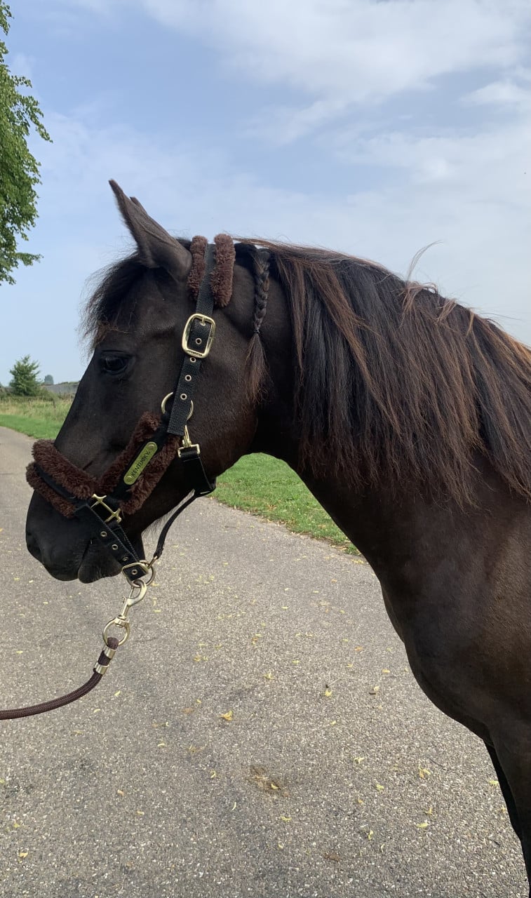 Mooie recreatie pony