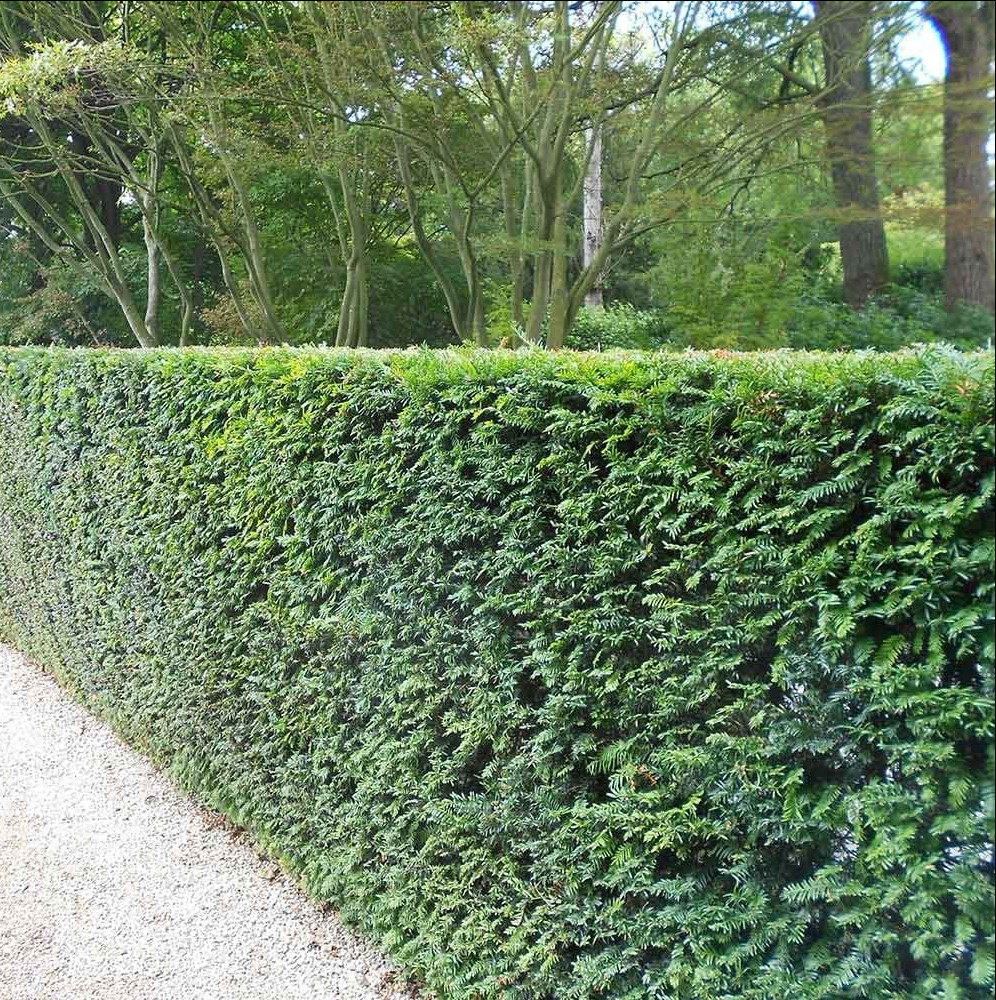 Taxus Baccata haagplanten diverse maten