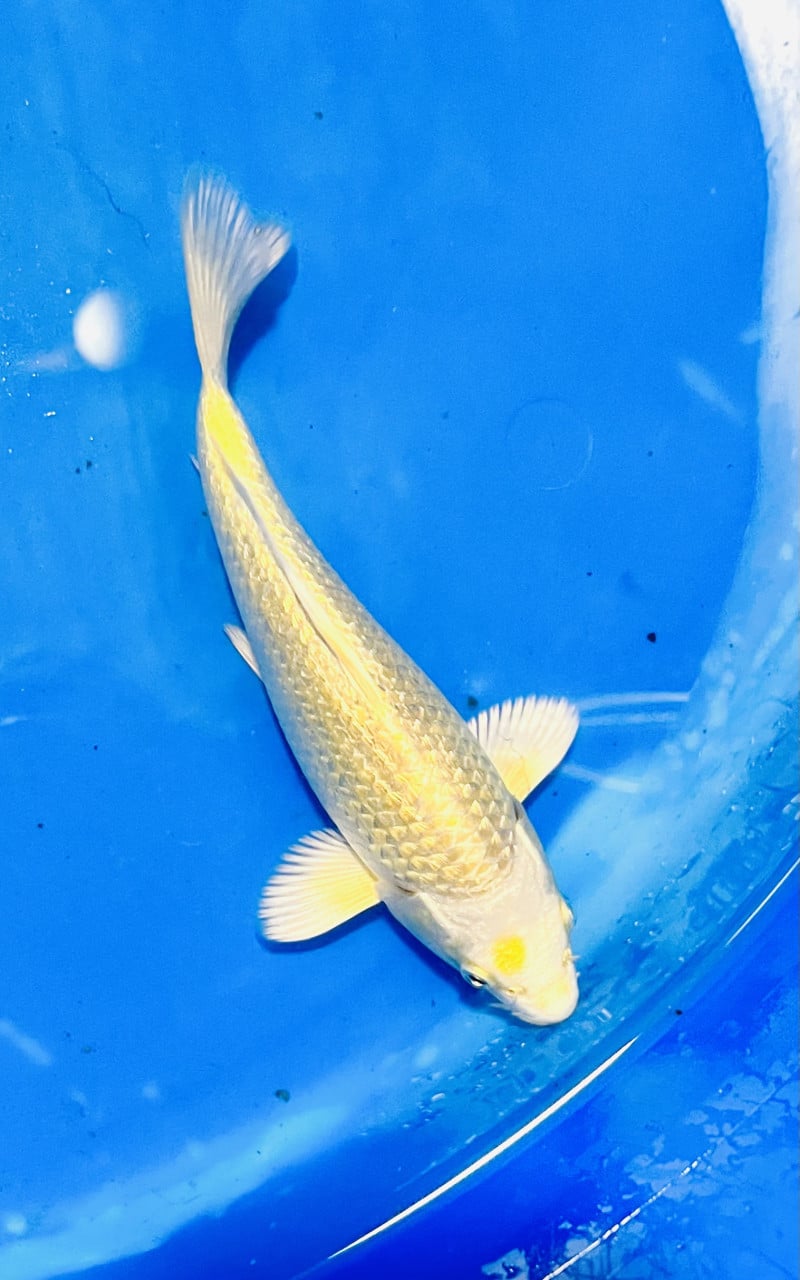 18 stuks Japanse Tosai 15-18cm.