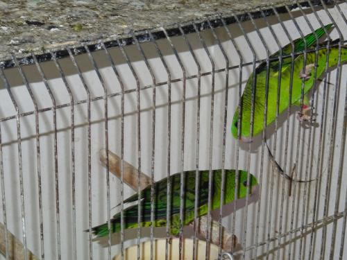 Te koop nog een Katharinaparkiet groen broedrijp