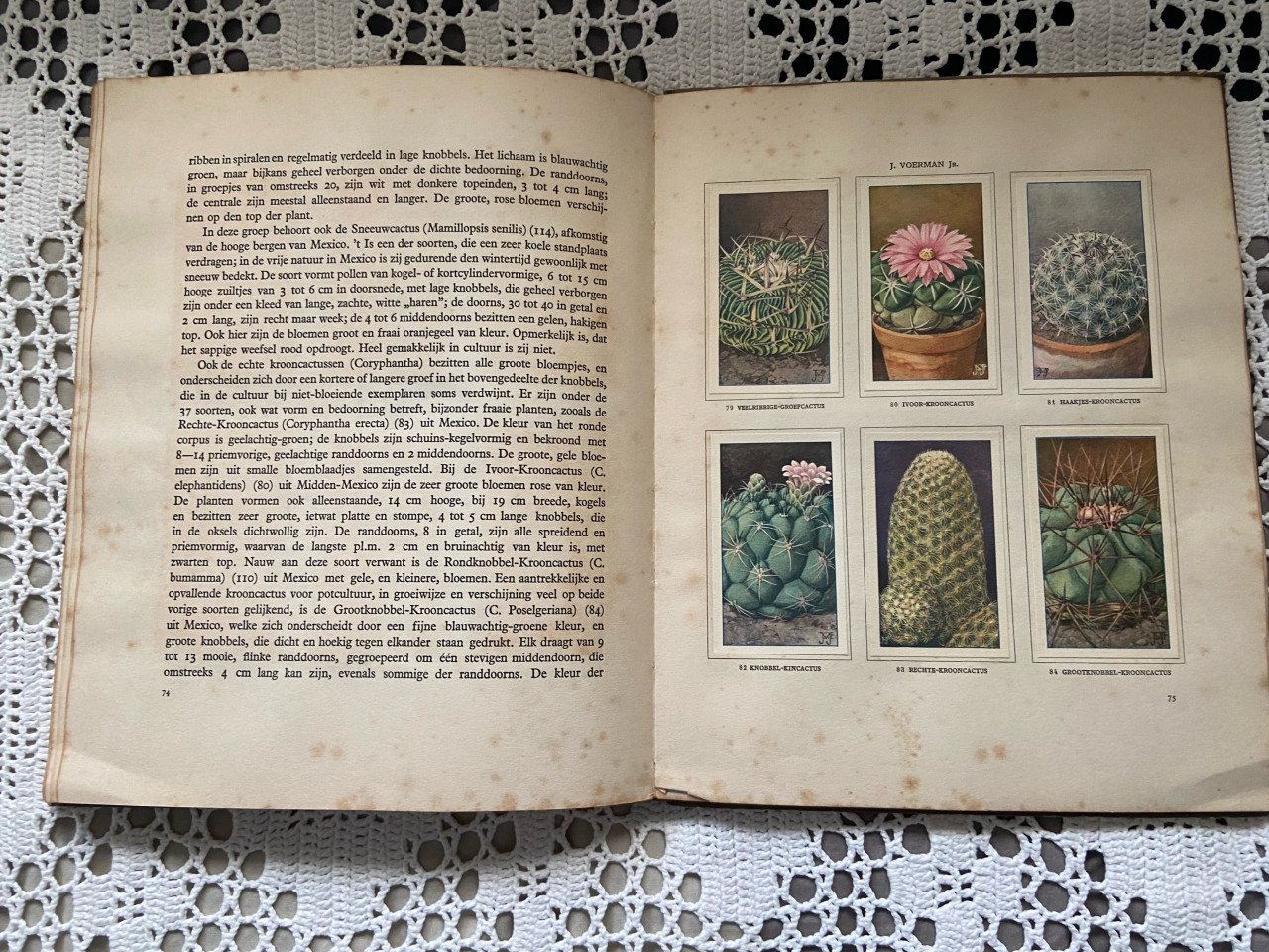 Cactussen Verkade boek 1931 compleet