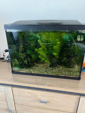 Gratis afhalen aquarium met toebehoren