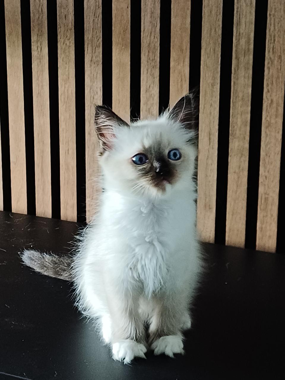Super leuke Ragdoll kittens met stamboom beschikbaar.
