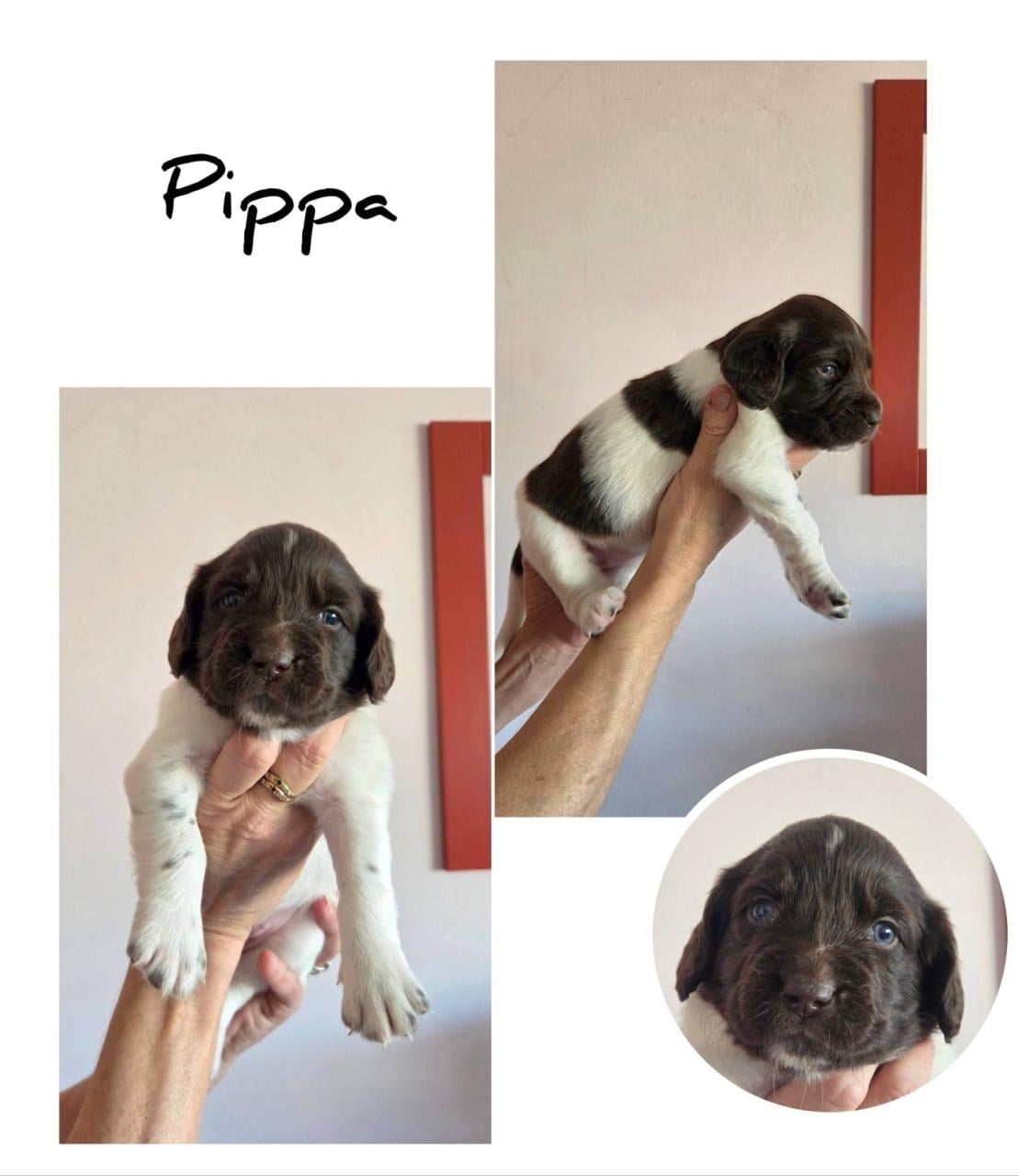 Heidewachtel teefjes