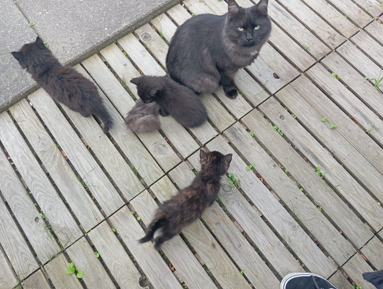 Kitten vrouwtje