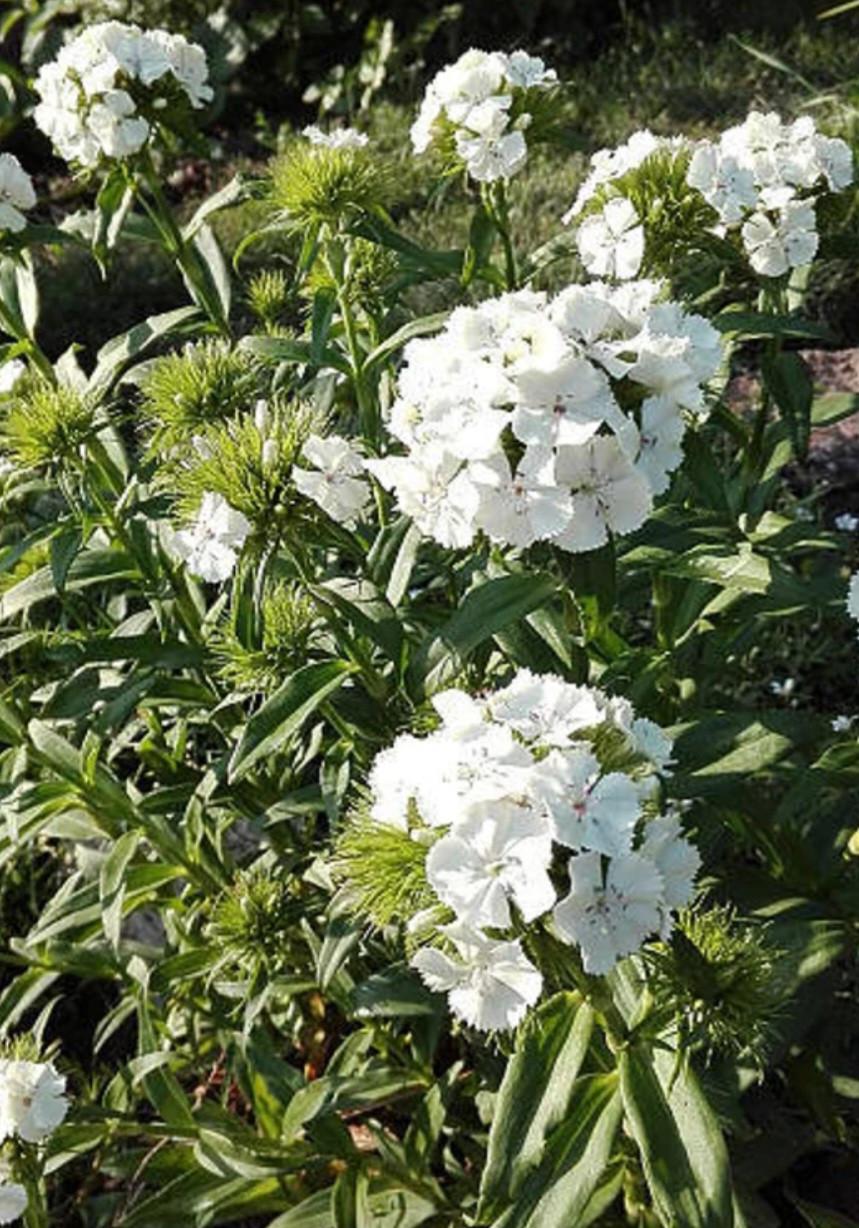 €0,75 per zakje Biologische Gekweekte Zaadjes