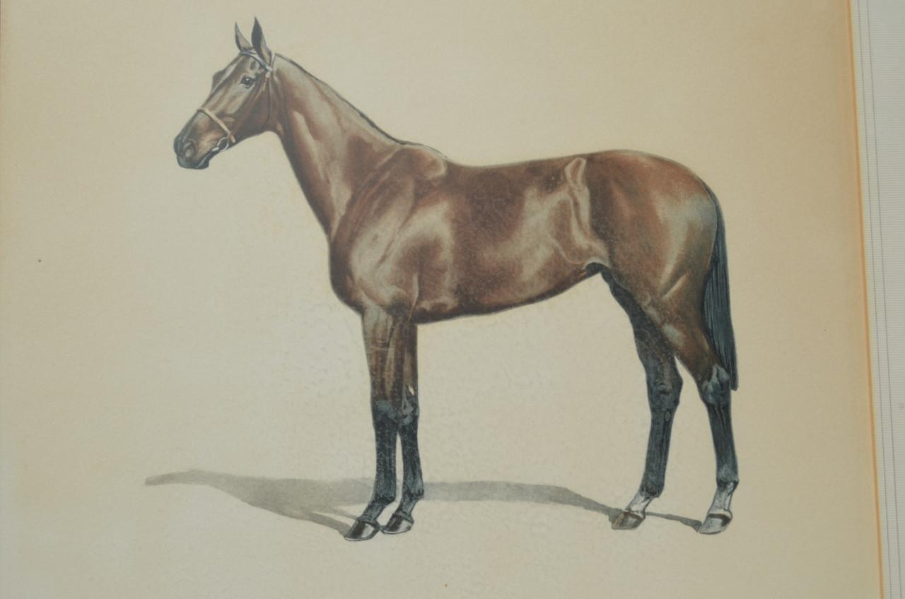 Schitterende Litho Paard Jean Rivet gesigneerd
