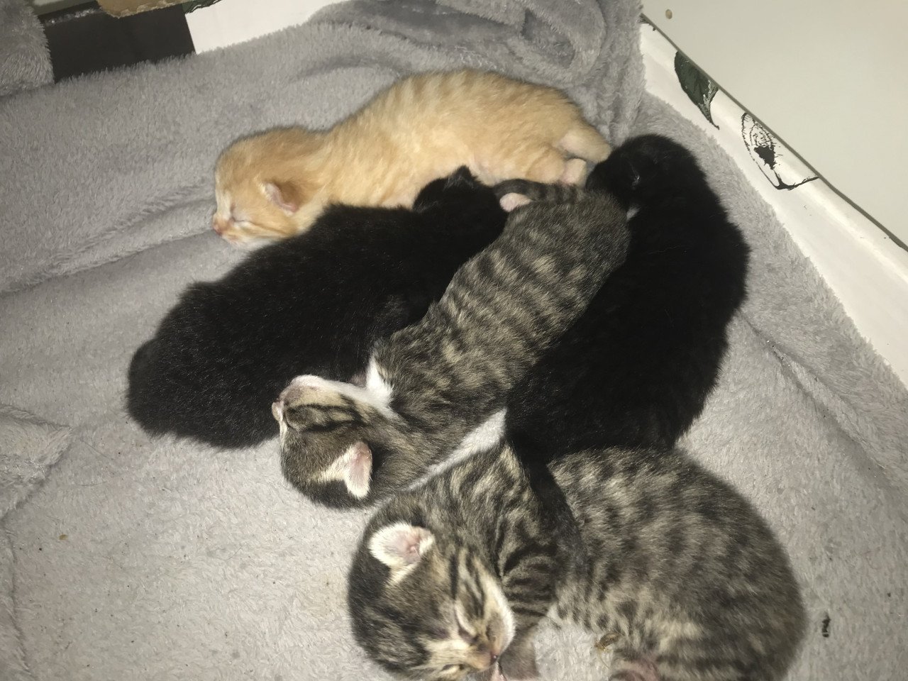 Kitten / Kittens zoeken gouden mandje! ❤️