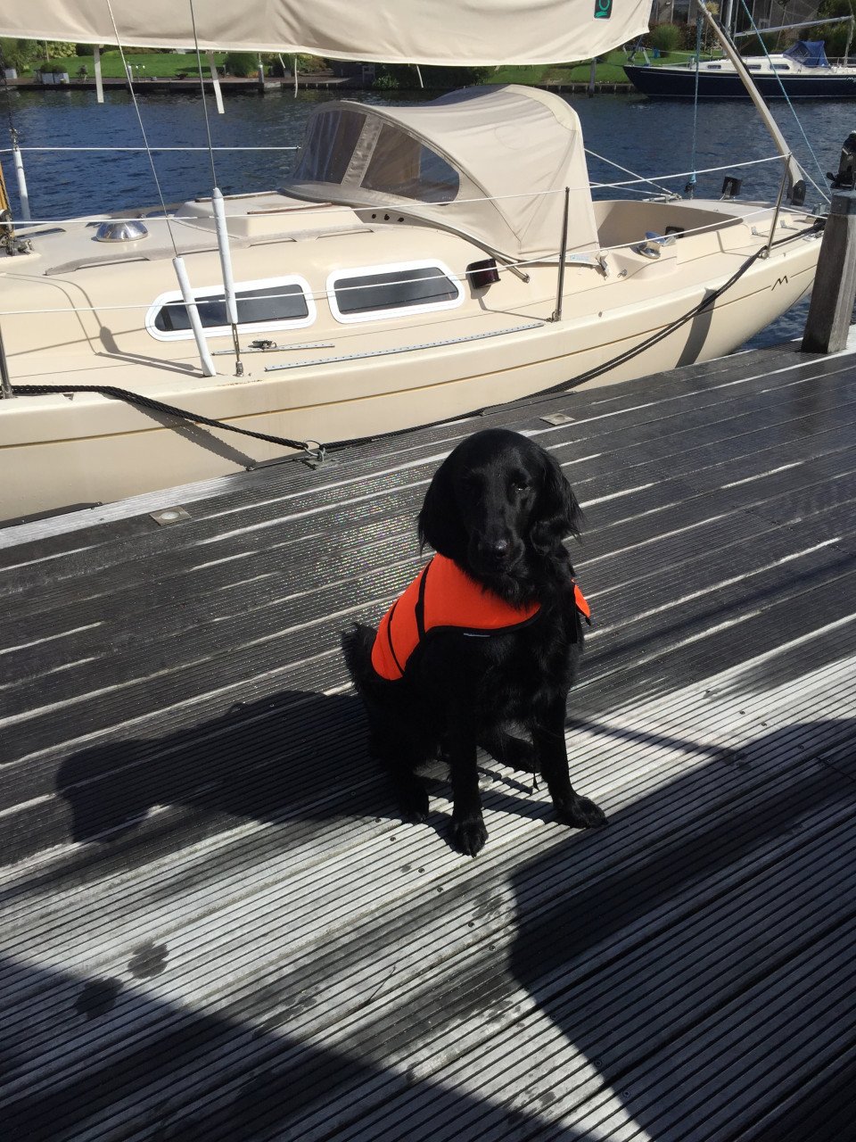 Zwemvest voor honden