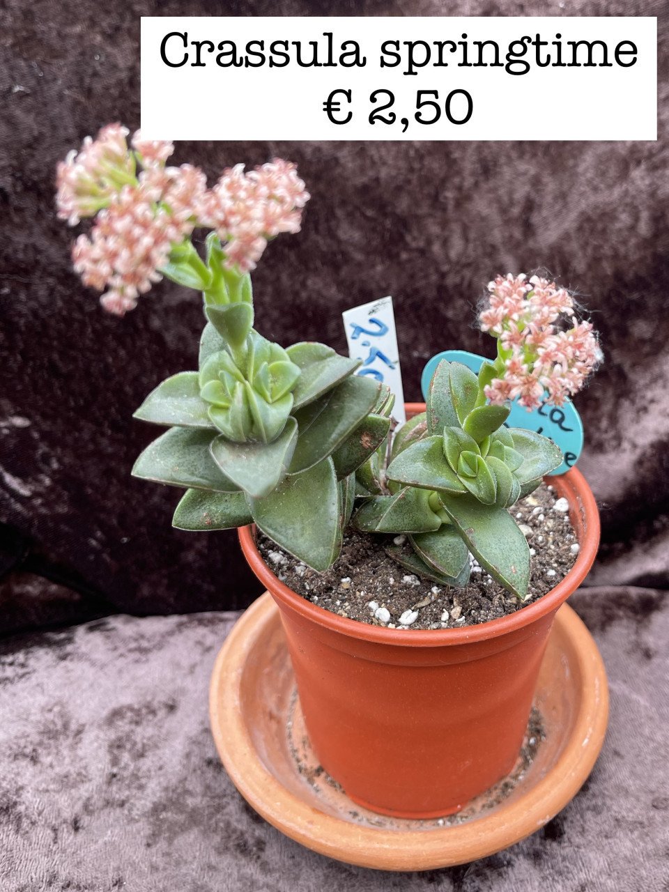 Planten - succulenten