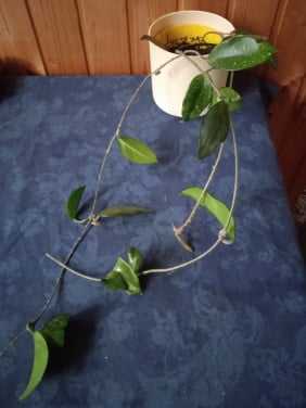Hoya carnosa met drie stekken plant