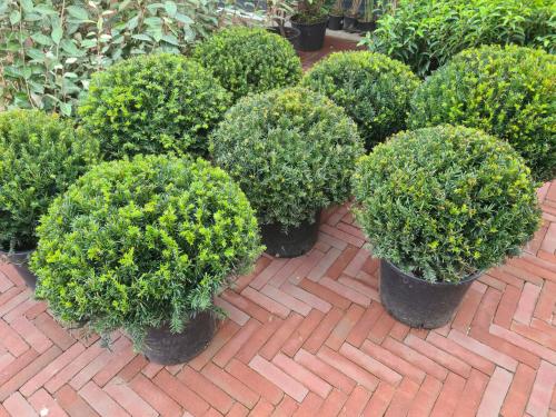 Schitterende taxusbollen in alle maten