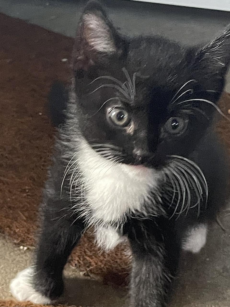 Kittens
