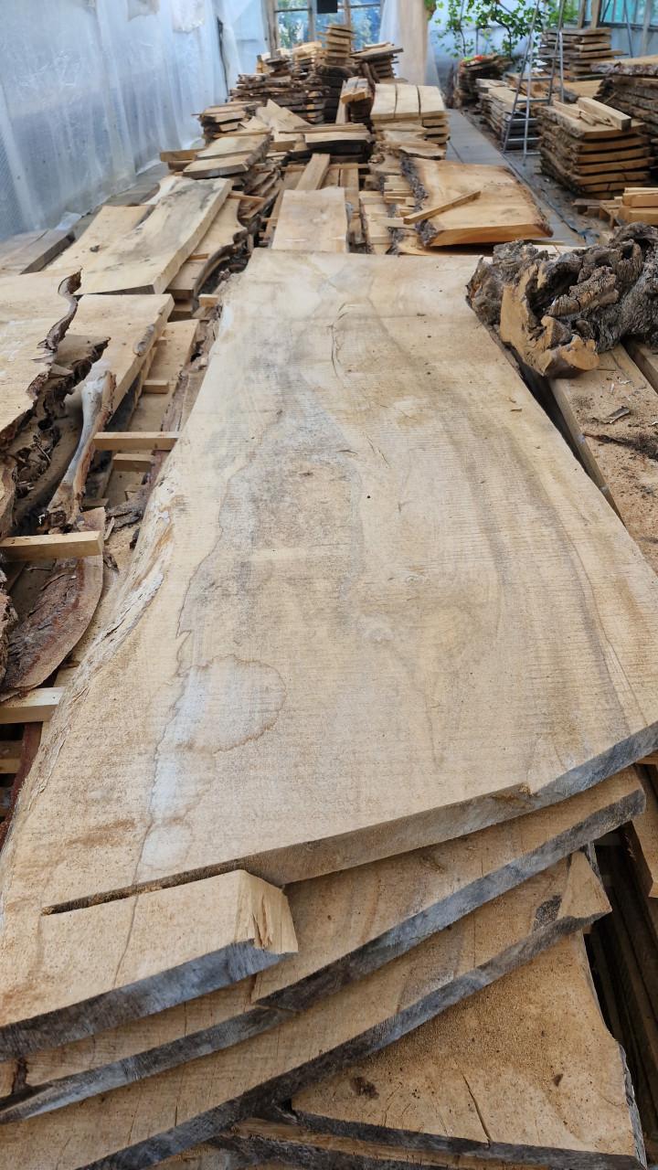 Boomstam schaaldelen leuk voor tafel, barblad of wandplank