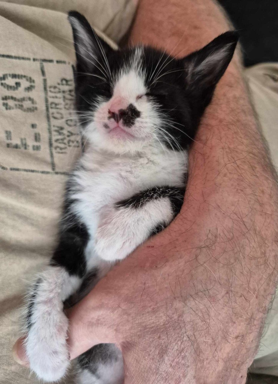 Super lieve sociale met de fles opgevoede kittens te koop