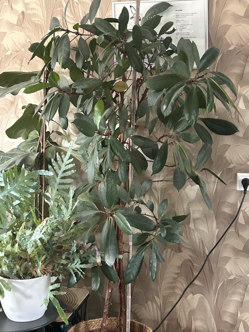Grote plant in mand