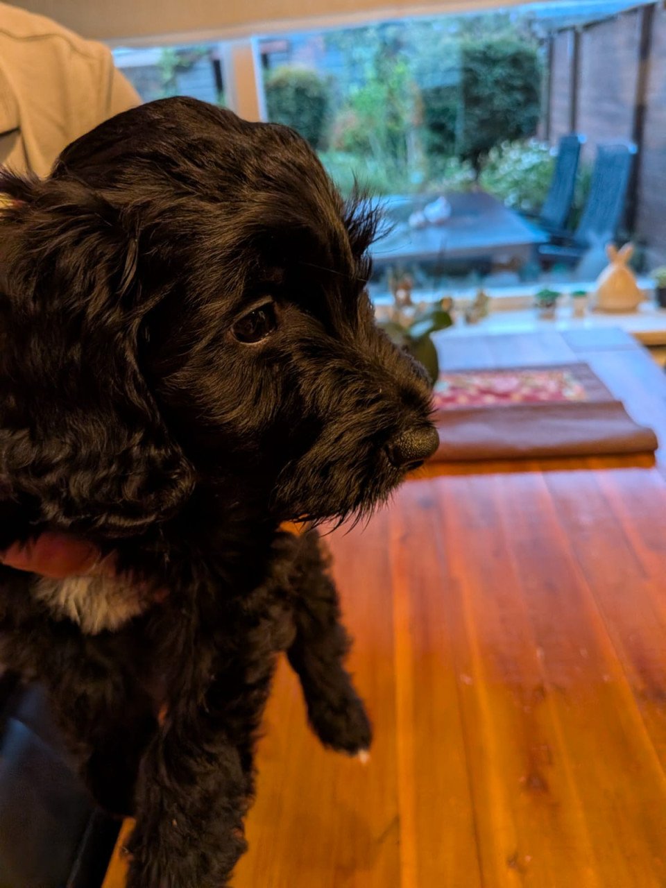 Kruising Labradoodle met Tibetaanse Terriër pup