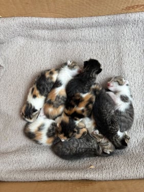 Kittens