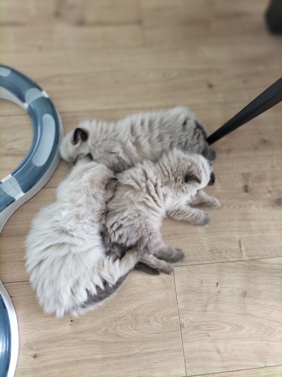 Nog 1 prachtig raszuiver chocolate sepia ragdoll poesje