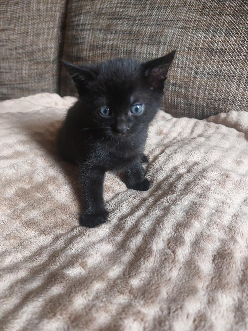2 zwarte kittens m/v