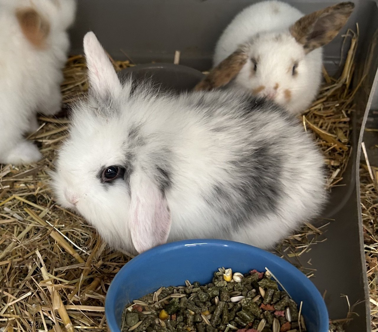 Leuke dwerg hangoor konijntjes