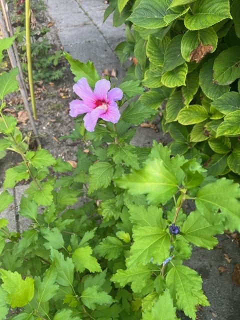 Hibiscus