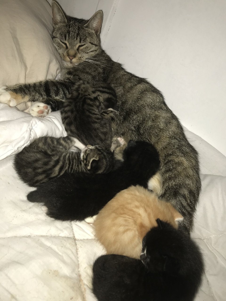 Kittens zoeken gouden mandje!
