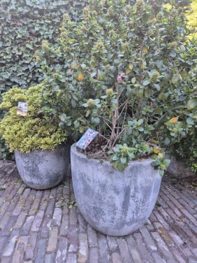 2 betonnen bloempotten met plant