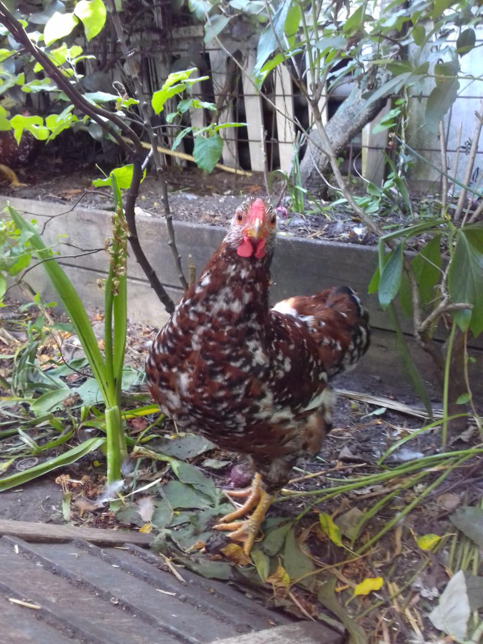 Wyandotte Millefleur kriel haan (rood porselein)