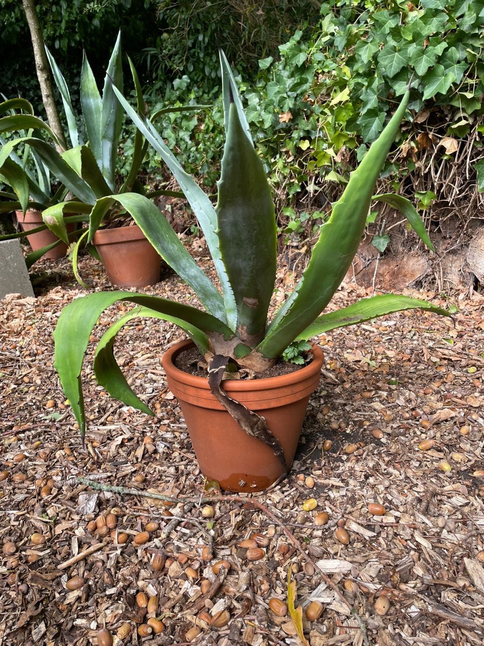 Prachtige agaves in terracotta pot