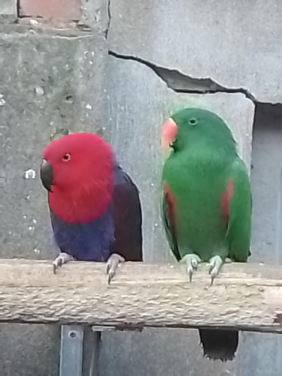 Jonge Edelpapegaai met kooi.