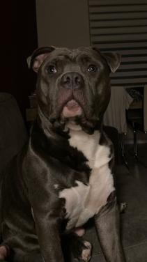 American bully zoekt nieuw huisje