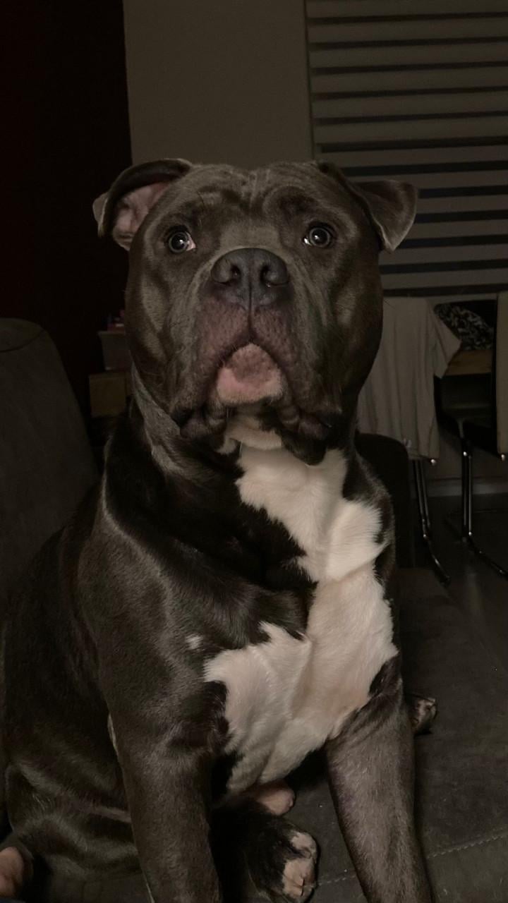 American bully zoekt nieuw huisje