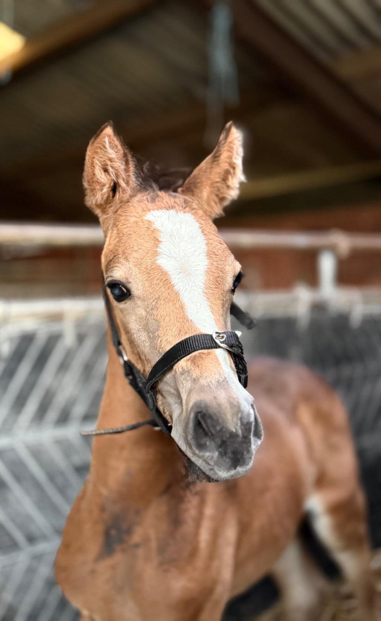 Knappe en lieve welshmerrie
