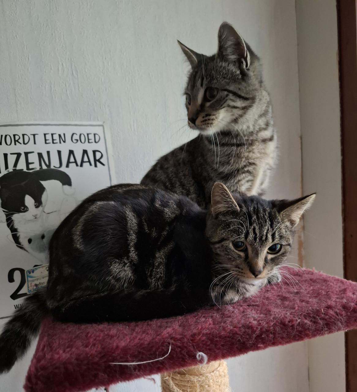 2 Kittens 6 maanden. Poes en katertje