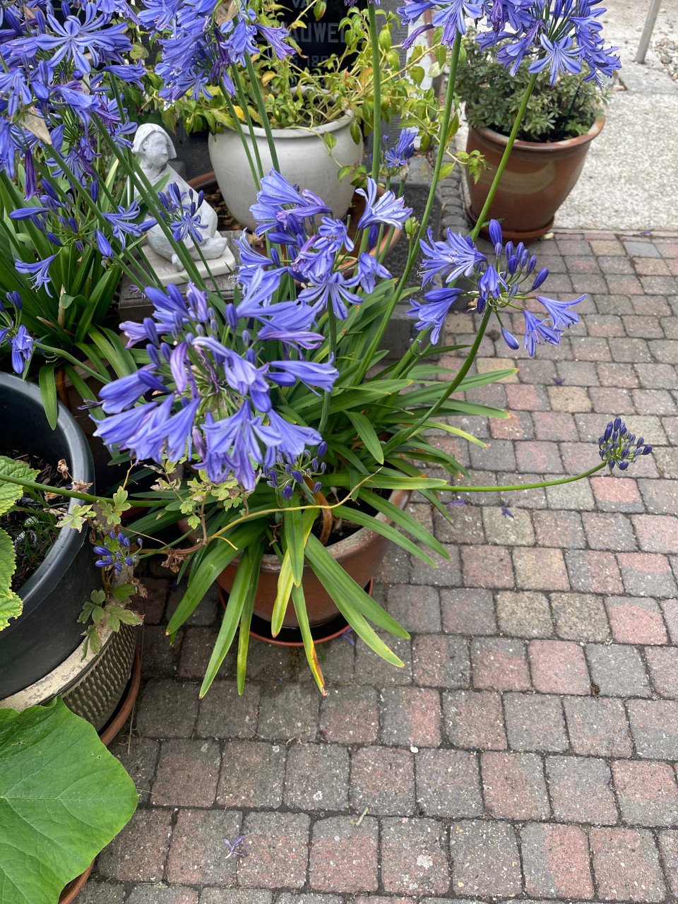 Agapanthus blauw