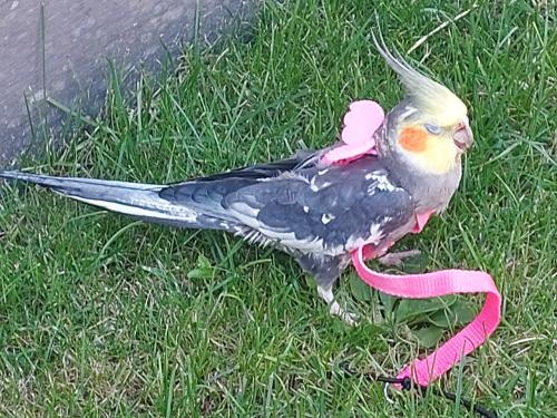 Valkparkieten 4 gratis