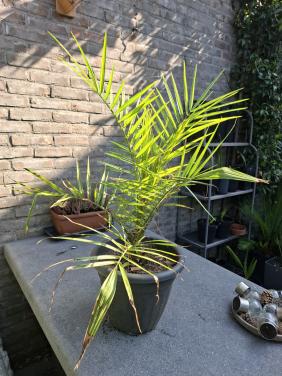 Phoenix Canariensis palm.