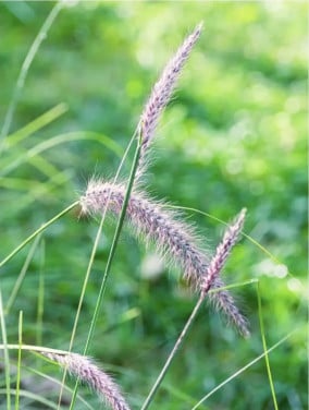 Allerlei bloemen