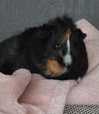 Cavia
