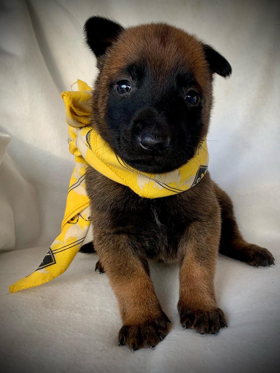 Mechelse herder pup teefjes