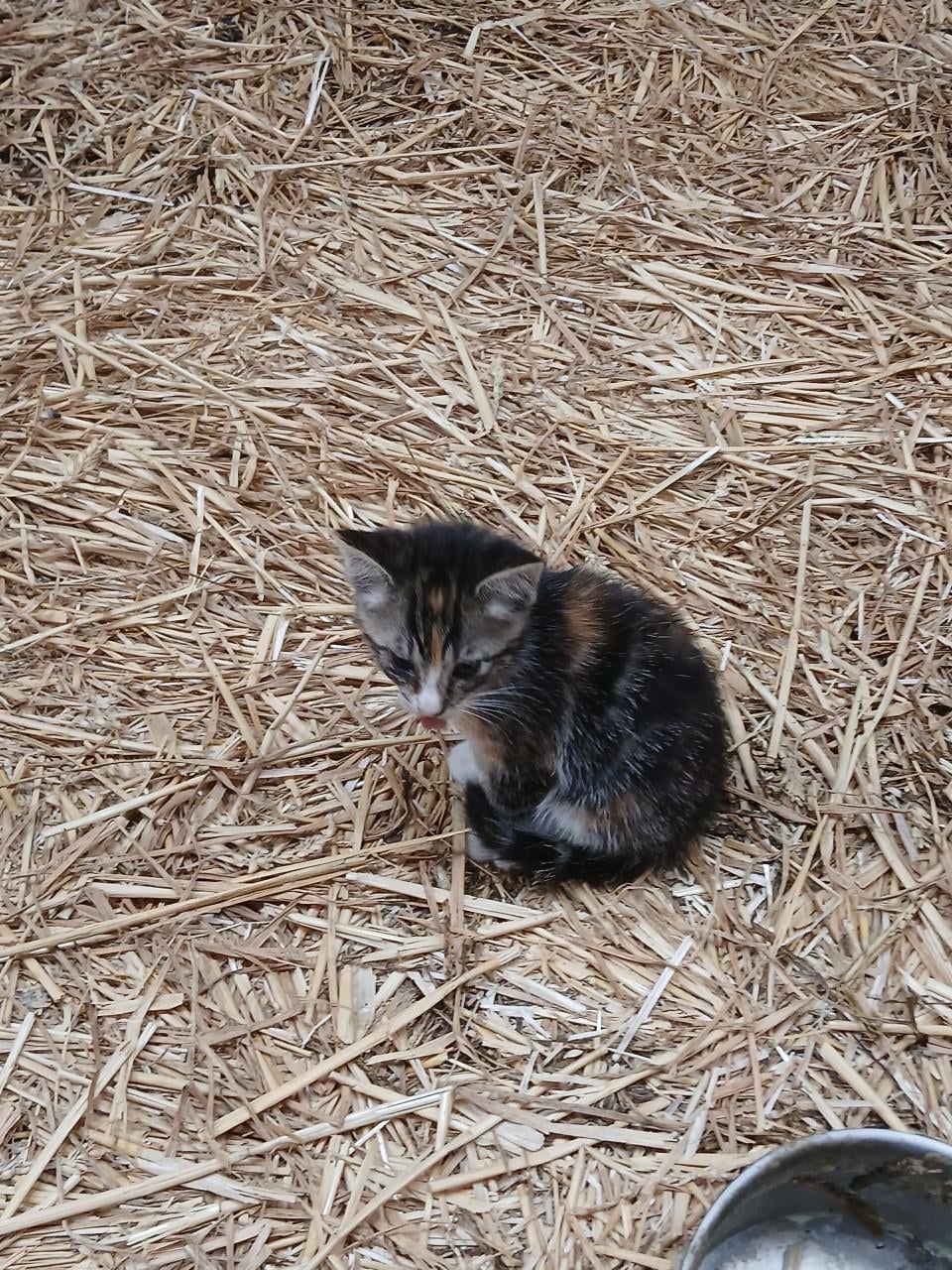 Kittens