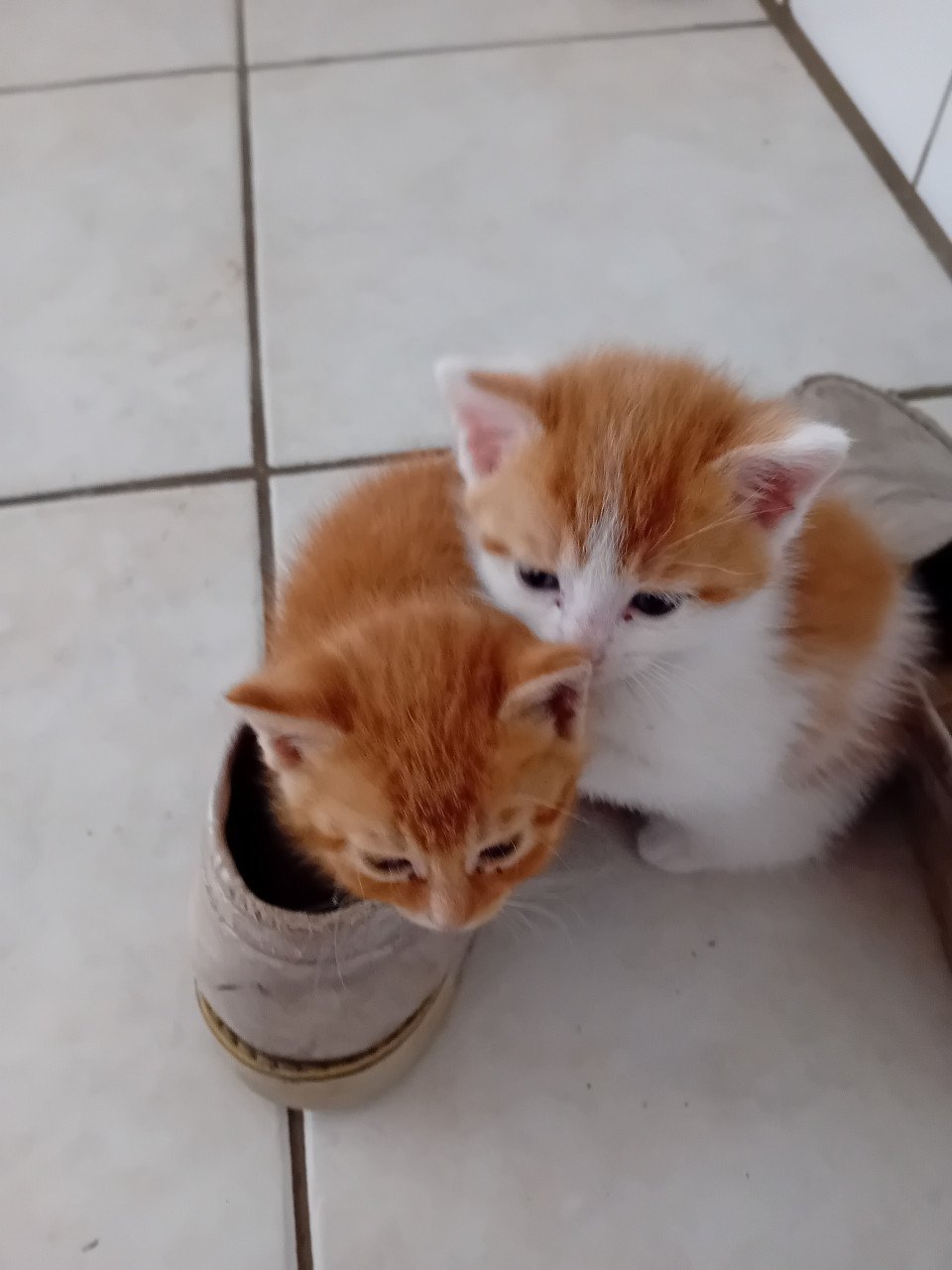 Kittens