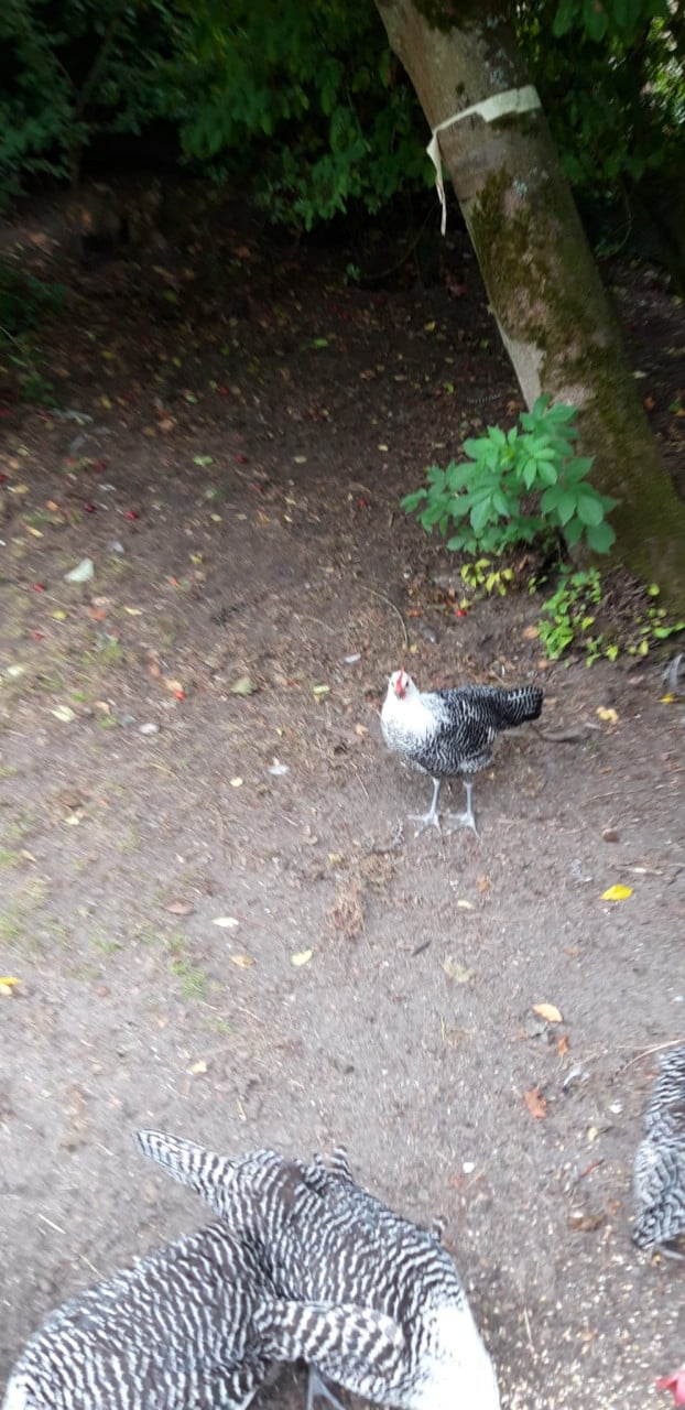 2 Jonge Brakelhanen te koop,zilverbrakel