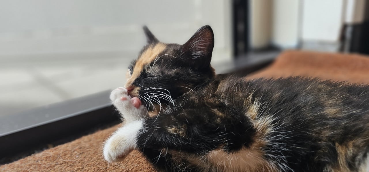 Kitten