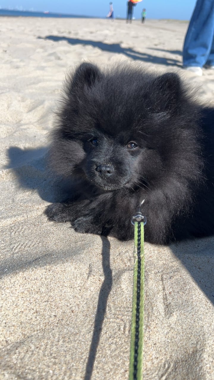 Lieve pomeriaan pup zoekt for ever home ❤️🐾